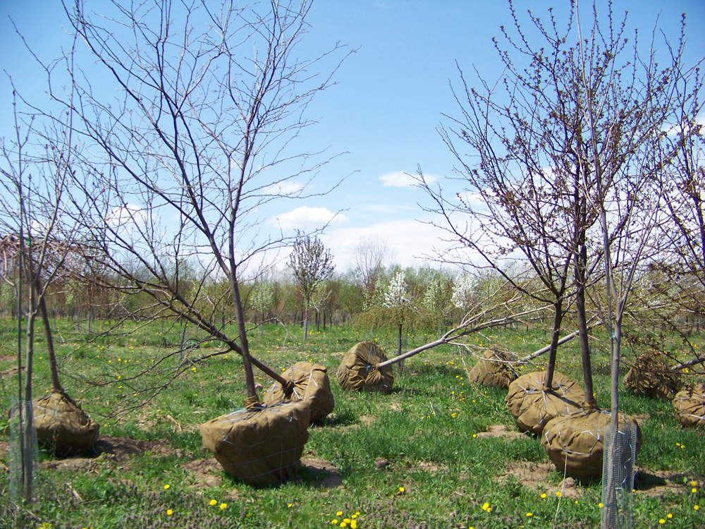 Our Spring Dig; Get your trees from a local supplier!